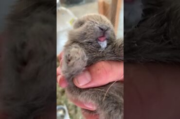CUTE BABY BUNNY!