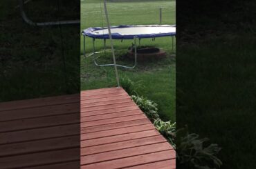 A cute bunny under my trampoline