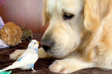 Golden Retriever who knows how to make Friends with Small Pets!