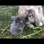 FUNNY Baby rabbit drinking milk with mother so cute