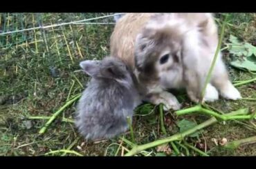 FUNNY Baby rabbit drinking milk with mother so cute