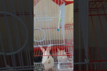 My cute bunnies🐇🐰