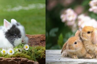 Funny animals | Rabbit| Cute baby animals Videos Compilation cutest moment of the animals 😍