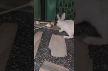 intelligent Bunny Never Miss This Cute Bunny😍😍😍❤️😍