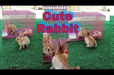 CUTE RABBIT