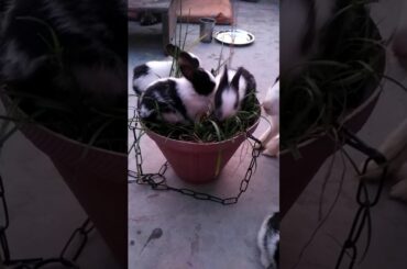 Chhote bacche cute rabbit baby