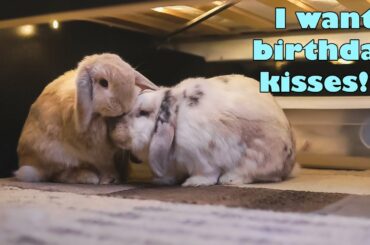 Cute bunny celebrates 4th birthday - Bunny rabbit demands birthday kisses from mate
