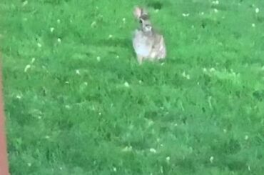 Baby Bunny and Astro’s Garden