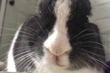 Cute Bunny Munching on Some Lettuce