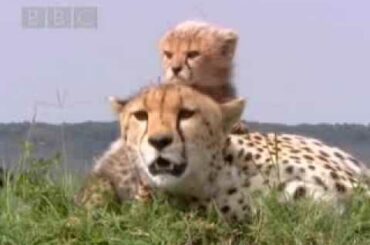 Cute baby cheetah cubs in danger - BBC wildlife