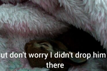 How to take care of wild baby rabbit!