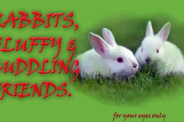 RABBITS,FLUFFY&CUDDLING FRIEND