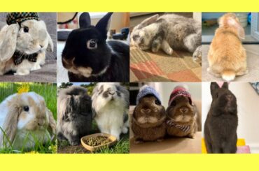 Cutest Bunny Friends of Instagram - Bunny Compilation Video