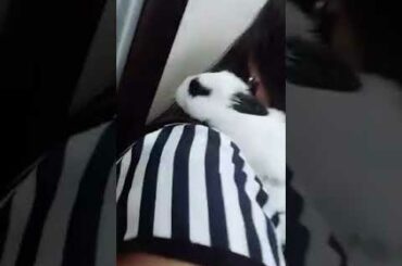 BABY BUNNY | Cuteness Overload