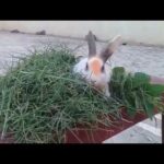 Cute Baby Rabbits Playing || Funny Bunny Rabbit Videos 2020