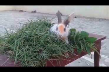 Cute Baby Rabbits Playing || Funny Bunny Rabbit Videos 2020