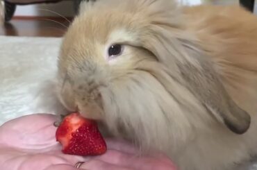 Bunny Rabbit Eating Strawberry Cute