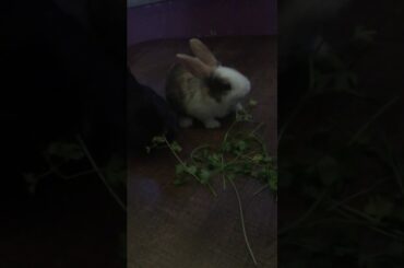 Bebek tavşanlarım.My little baby bunnies.