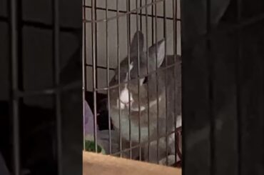 Look at my cute rabbit