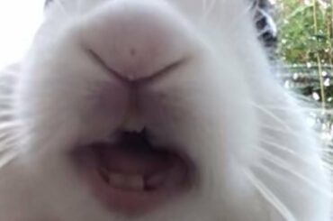 Rabbit tries lemon for the first time