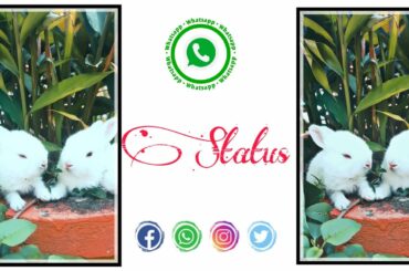 🐰🐇🐇Cute Rabbit Whatsapp Status,Whatsapp Status With Rabbit