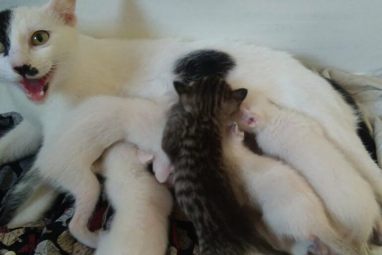 Five Cute baby kittens fighting for breast feeding
