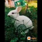 🐰🐰Cute Rabbit 🐰🐰  ❤️ ❤️