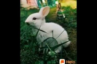 🐰🐰Cute Rabbit 🐰🐰  ❤️ ❤️