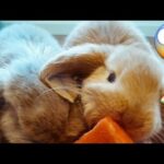 cute rabbits eting