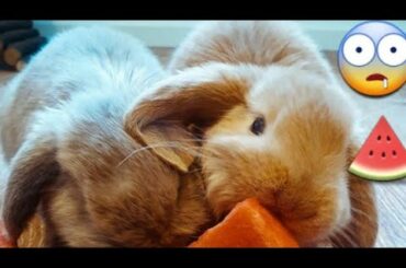 cute rabbits eting