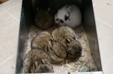 Cute Netherland Dwarf Babies 2+ weeks old
