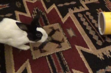 A rabbit eating some oats and spoiling his dinner 🐰🐹🦊Cute Pet Animals