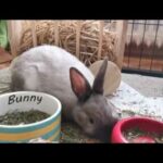 Cute rabbits  funny rabbits videos cute bunny rabbits videos