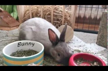 Cute rabbits  funny rabbits videos cute bunny rabbits videos