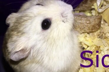 Cute rabbit and hamsters eating