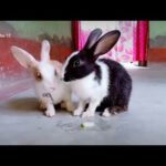 Tujh Pe Meri Hai Davedariyan || Cute Rabbits Videos || Romantic scene 😍
