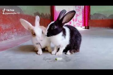 Tujh Pe Meri Hai Davedariyan || Cute Rabbits Videos || Romantic scene 😍