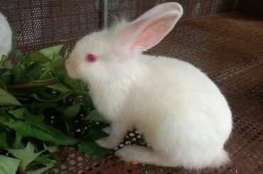 Cute Rabbits Eating - Funny and Cute Baby Bunny Rabbit Videos - Baby Animal Video Compilation 2020