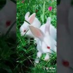 Eķdam cute Rabbit