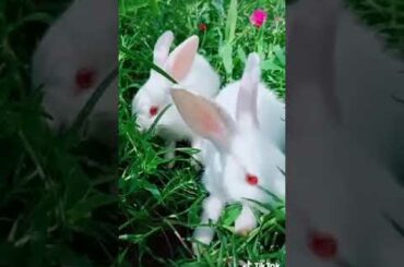 Eķdam cute Rabbit