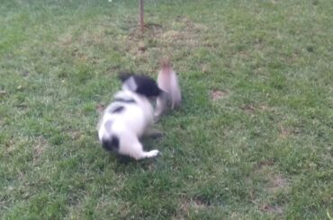 cute puppy and cute rabbit they play together