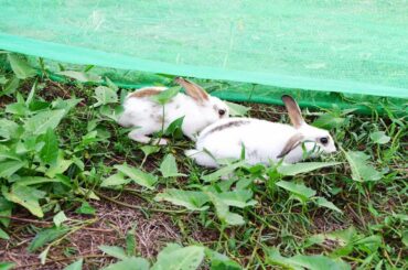 Cute baby rabbits find and eating food in fields grass