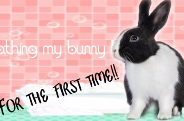 Bathing baby bunny for the first time - Bunny bath