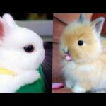 Cute Funny Bunnies Videos Compilations 2020 | Cute Pets TV