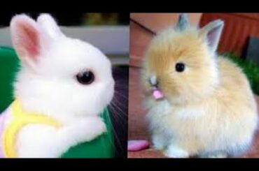 Cute Funny Bunnies Videos Compilations 2020 | Cute Pets TV