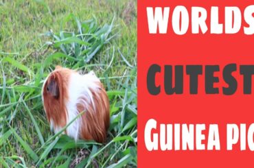 CUTEST GUINEA PIGS IN THE WORLD | CUTEST RABBITS