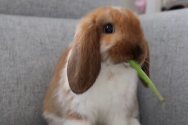 BABY BUNNIES EATING *Will melt your heart*