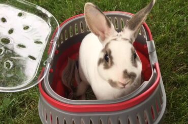 Cute Bunny 🐰 playing in the park