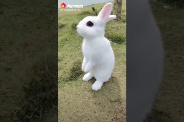 Cute rabbit
