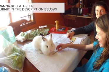 Rabbits - You cant ignore them - Rabbits doing funny thing